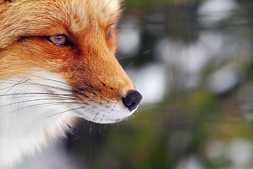 Image showing Red Fox