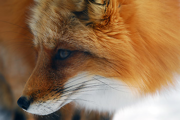 Image showing Red Fox