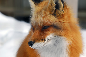 Image showing Red Fox