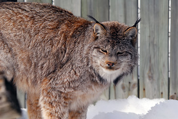 Image showing Canada Lynx