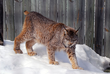 Image showing Canada Lynx