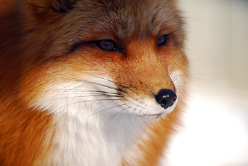 Image showing Red Fox