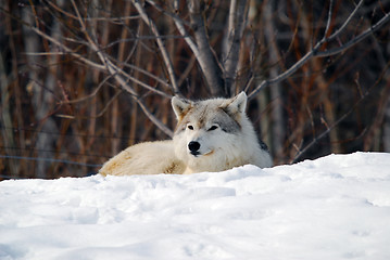 Image showing Gray Wolf