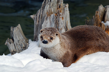 Image showing Otter