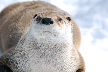 Image showing Otter