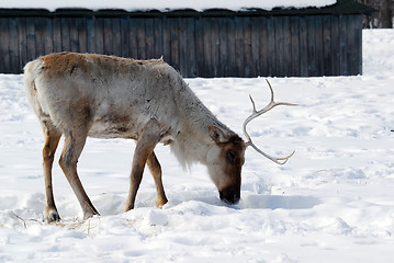 Image showing Reindeer