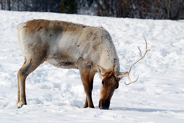 Image showing Reindeer