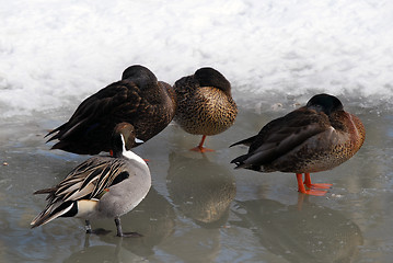 Image showing Ducks on Ice