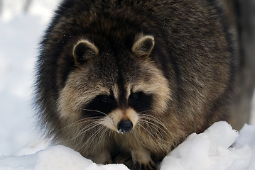 Image showing Raccoon