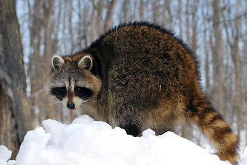 Image showing Raccoon