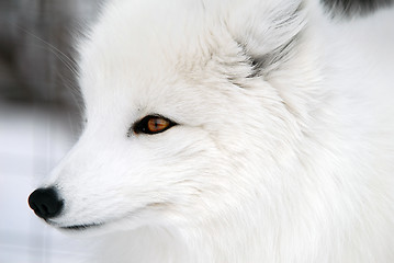 Image showing Arctic Fox