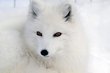 Image showing Arctic Fox