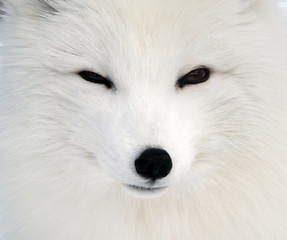 Image showing Arctic Fox