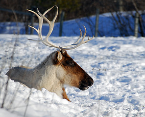 Image showing Caribou