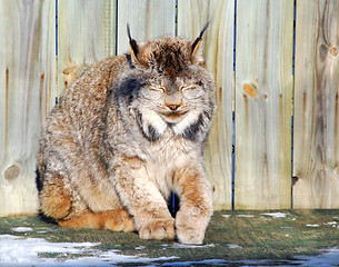Image showing Canada Lynx