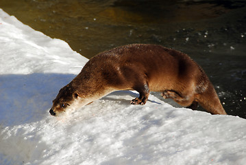 Image showing Otter