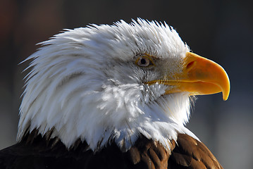 Image showing American Bald Eagle