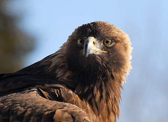 Image showing Golden Eagle