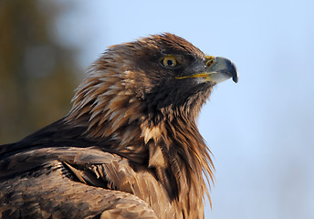 Image showing Golden Eagle