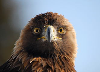 Image showing Golden Eagle