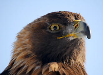 Image showing Golden Eagle