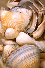 Image showing Seashells in a Glass