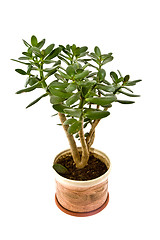 Image showing Crassula arborescens