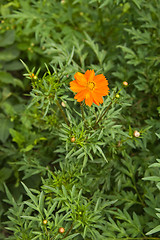 Image showing tagetes patula,