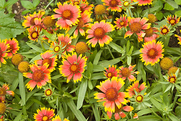 Image showing Gaillardia