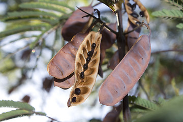 Image showing seeds