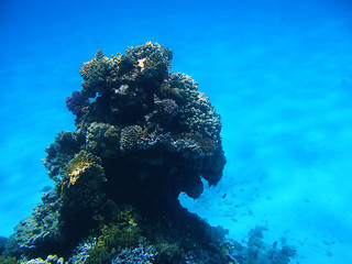 Image showing Coral reef