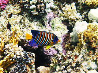 Image showing Royal angelfish and coral reef