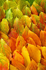 Image showing Autumn leaves background