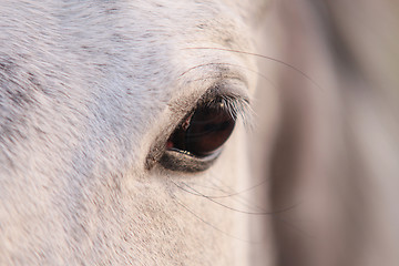 Image showing eye of a horse