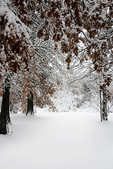 Image showing Path through the trees