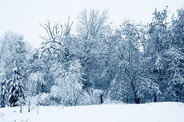 Image showing Snowy Trees