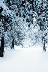 Image showing Path through the trees