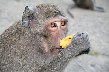 Image showing Monkey