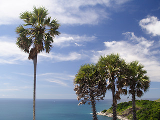 Image showing Palm trees