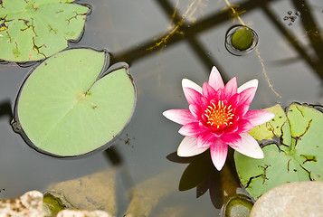 Image showing Water-lily