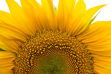 Image showing Sunflower