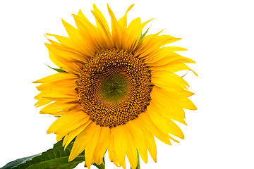 Image showing Sunflower