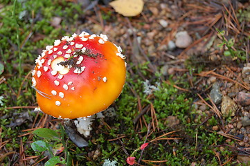 Image showing toadstool