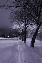 Image showing Snowy Trees in a Row in the Park- Winter Theme