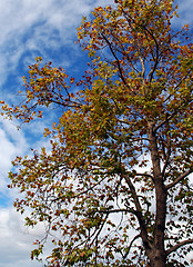 Image showing A tree in the Fall