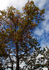 Image showing Autumn view