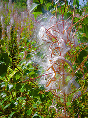 Image showing seed on flower