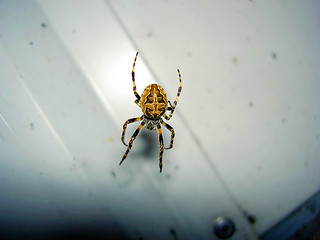 Image showing spider