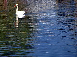 Image showing Swan on the lake