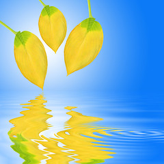 Image showing Golden Leaf Beauty